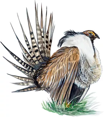 Sage Grouse Bird Sticker Decal Car Boat Auto SUV ATV Camper Tailgate Trailer RV • $6.95