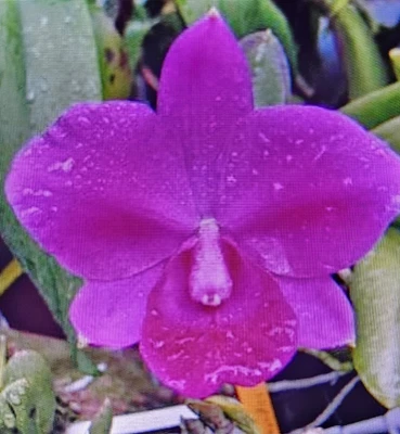 $18.50 • Buy Cattleya Mini Purple 'Tamami' AM/AOS
