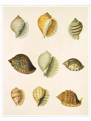 Tun Shells & Others Vintage 1991 Shell Print Warner Old Picture CNHPS#47 • $6.20