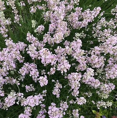 Lavender Angustifolia 'Rosea' In A 9cm Pot Ready To Plant - Summer Colour Plant • £9.99