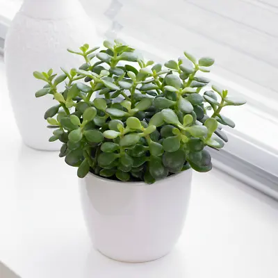 £12.99 • Buy Crassula Minor Houseplant - Live Decorative Indoor 'Jade Money' Plant 12cm Pot