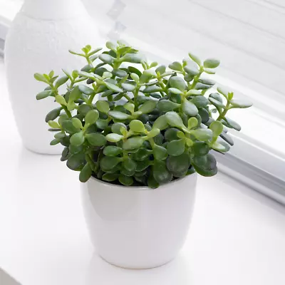 £12.99 • Buy Crassula Minor Houseplant - Live Decorative Indoor 'Jade Money' Plant 12cm Pot