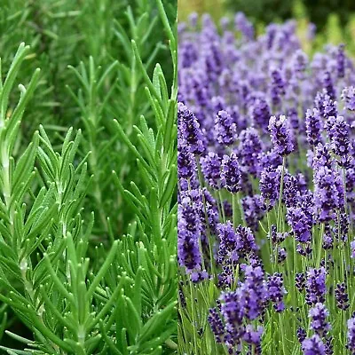 2 Large Herbs Plants - 1 X Lavender And 1 X Rosemary - In 14cm Pots • £15.99