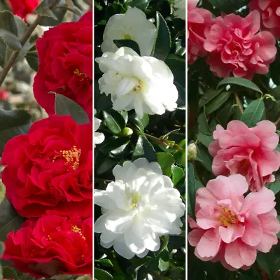 Camellia Tricolour Collection Pack Of 3 Beautiful Mixed Plants 9cm Plant Pots • £19.99
