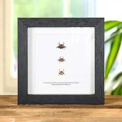 Taxidermy Spiny-Backed Orb-weavers In Box Frame (Gasteracantha Sp) • $50.51