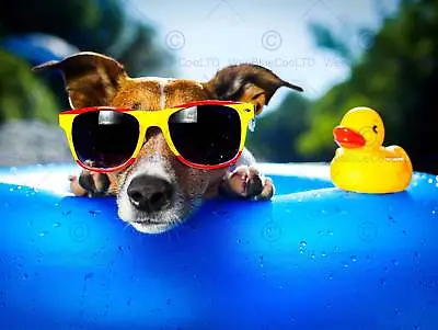 Jack Russell Beach Dog Rubber Duck Photo Art Print Poster Picture Bmp2198b • £11.99