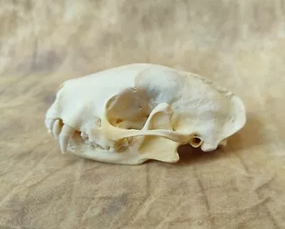$29.99 • Buy Skunk Skull Taxidermy Real Bones Hunt Cabin Decor Genuine Animal Mount Craft Art