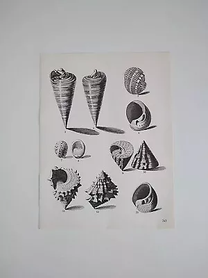 Sea Shells Vintage Shell Print Picture Botanical Illustration Wall Art Seashell  • £8