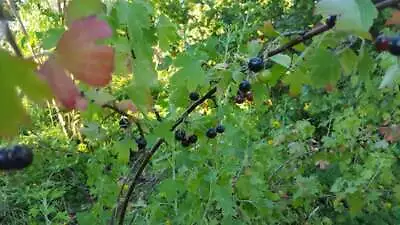 Jostaberry Orus 8 (gooseberry/black Currant) Bush Live Plant 12+ Inches  • $12.99