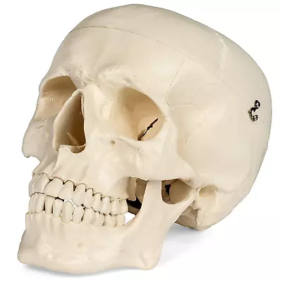 Medical Anatomical Skull Model - 1:1 Life Size Replica Anatomy Adult Human Head  • $37.39