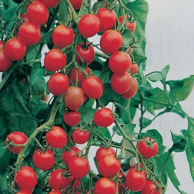 Tomato Gardeners Delight | 3 Plug Plants | Veg Plants • £5.79