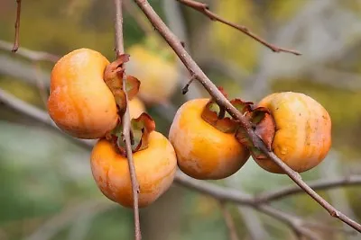 10 ITALIAN PERSIMMON TREE Dateplum Date Plum Fruit Diospyros Lotus Seeds • £2.41