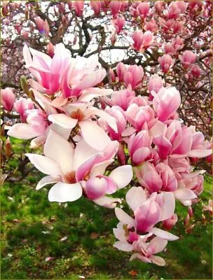 5 Flowering Chinese Magnolia Seeds LILY FLOWER TREE Fragrant Tulip 131 US SELLER • $4.49