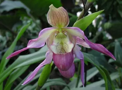 Orchid Phragmipedium Calurum • $52