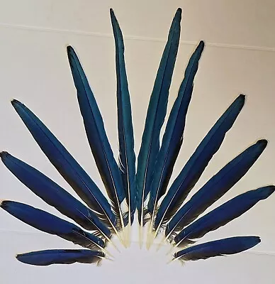 Blue & Gold Macaw Tail Feathersfull Fan!craftsfansdreams Ceremony Costumes  • $155