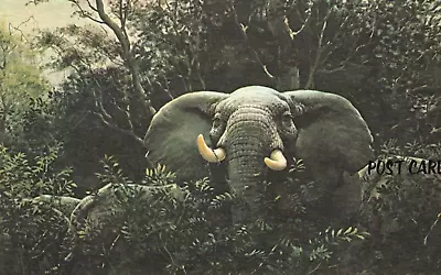 African Elephant By Guy Coheleach Vintage Postcard • $2.95