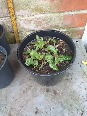 Coneflower Echinacea Magnus Plant In 16cm Pot Approx. Pink Flower. • £4.69