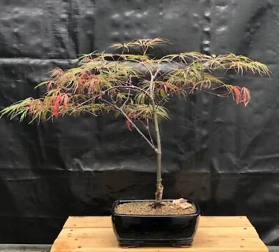 24 Yo Crimson Queen Japanese Maple Bonsai Tree Acer Palmatum Crimson Queen 20 H • $259.95