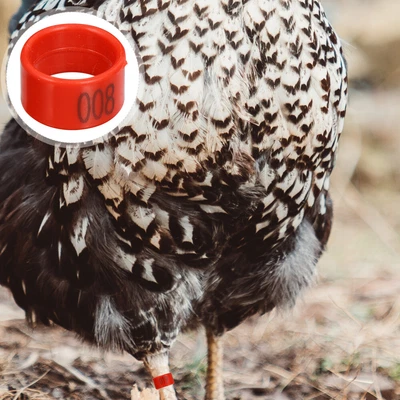 £12.26 • Buy 100pcs Numbered Chicken Leg Rings Chicken Identification Bands Poultry Leg Band