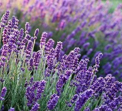 100+ LAVENDER True English Seeds Lavender Vera Fragrant Garden Flowers • $3.98