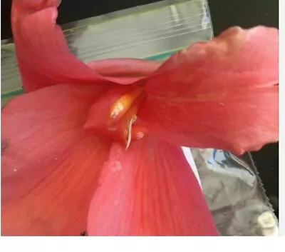 Miss OKLOHOMA Peach Canna Lily Fresh Viable 6 Seeds Col Sept 23 • $3