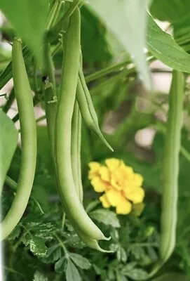 8 Stringless Green Garden Bean Seeds  • $3.85