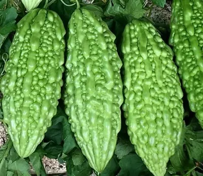 15 Seeds Bitter Melon Fresh Seeds From Usa • $3.99