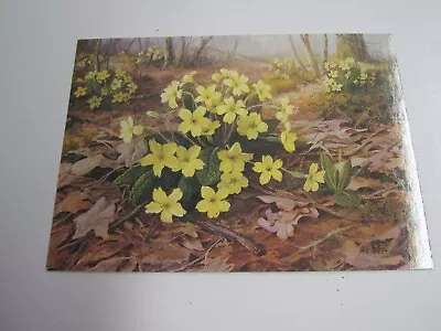 Vintage Medici Society Postcard Primroses By M. Forestier PC2179 • $3.95