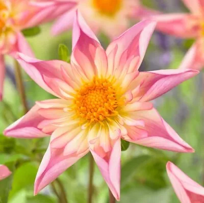 1 X Garden Cottage Tuberous Dahlia Fancy Pants Flower Plant In 9cm Pot • £8.99