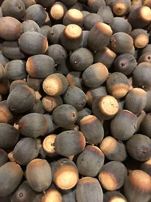 25 LAUREL OAK ACORNS - Quercus Zone 9b • $9.99