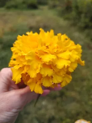40  Monster  Giant Yellow Marigold Seeds Natural Pest Repellent Tomato Helper • $3.99