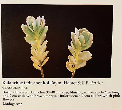 Kalanchoe Fedtschenkoi • £1.49