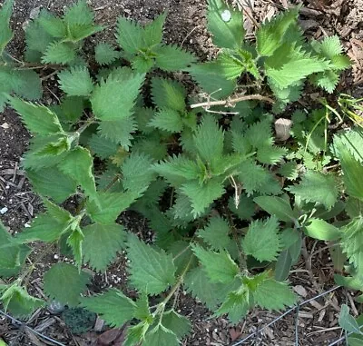 Stinging Nettle Plant Bareroot Urtica Dioica Organic Wildflower Medicinal • $11.99