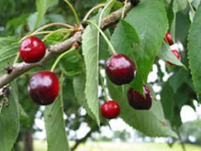 100 X Wild Cherry Tree Seeds (prunus Avium)  • £5.39