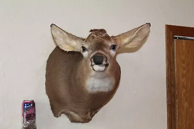 Whitetail Deer Head Shoulder Mount Taxidermy Cape Shed Antler Hunt Mule • $275