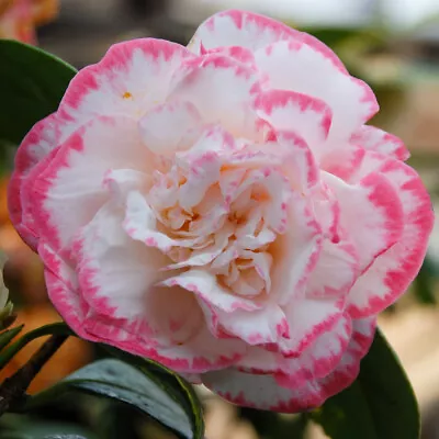 Camellia 'Margaret Davis' 9cm Plant X 2. Double Creamy White & Red Flowers • £21.95