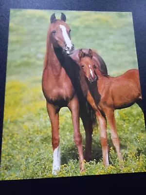 16 X 20  Mare W/ Colt Picture Print. Free Shipping • $10.25