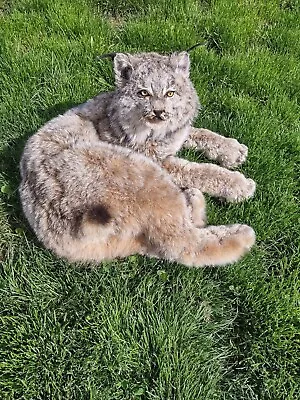 Lynx TAXIDERMY  CollectibleLog Cabin DecorOutdoorsHunting • $1500