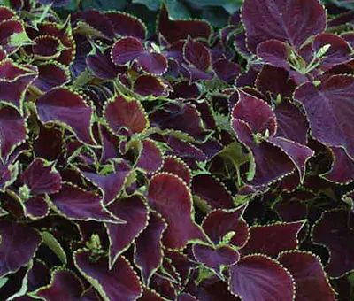 COLEUS CHOCOLATE MINT Solenostemon Scutellarioides - 40 Bulk Seeds • £28.11