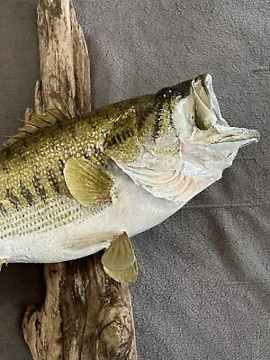 Largemouth Bass/ 8.5 Lb/man Cave/rustic Decor/fish/ Gift For Dad/cabin • $200
