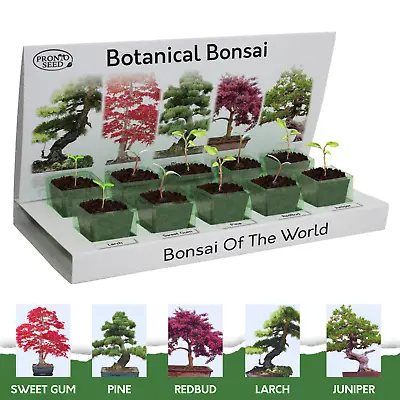 Bonsai Tree Seeds | Grow Your Own Bonsai Kit | Gardening Gifts For Men | Women • £9.99