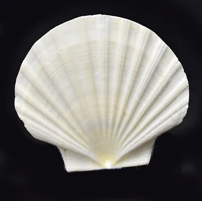 $25.19 • Buy Set Of 12 Large White Irish Flat Scallop Shells  4 + Crafts Beach Cottage