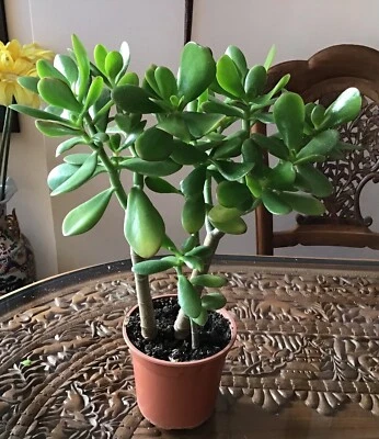 £18.50 • Buy Large Jade Plant Money Tree Crassula Ovata  Friendship Tree  46 Cm Tall