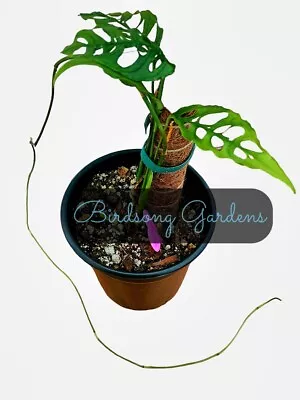 Monstera Obliqua Peru  ONE Runner NODE Cutting In 3  Pot W/Moss In Humidity Dome • $19.99