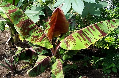 5  Seeds -MUSA SIKKIMENSIS  RED TIGER EXOTIC TROPICAL BANANA . BIG LEAVES • £4.25