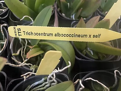 Miniature Orchid Species Trichocentrum Albo-coccineum Rare Mini Orchid Fragrant • $29.50