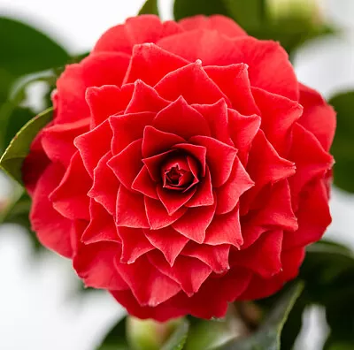 Camellia Black Lace Double Red Flowers Evergreen Shrub • £16.95