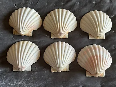 6 Pc Sea Shells - White Scallop Shells For Crafts-Cooking-Plating - 5  France • $24.95