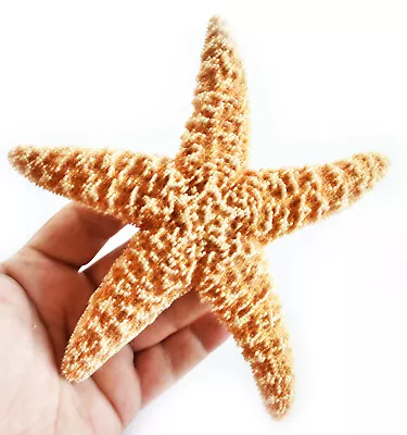 One (1) Sugar Starfish 6-8  Beach Wedding Decor Nautical Crafts Coastal Art • $13.99