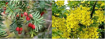 10 X Mixed Tree Seeds 5 X Common Laburnum Seeds & 5 X English Yew Seeds... • £2.58